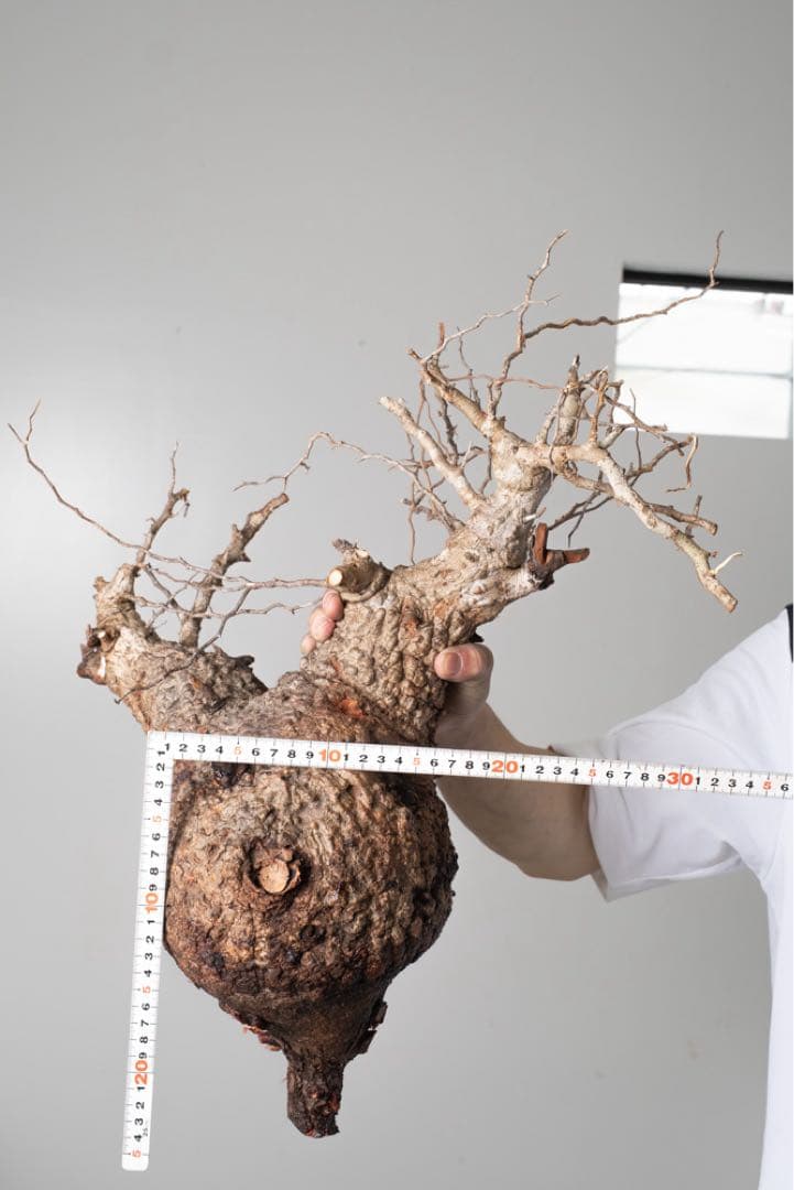 AP129 オペルクリカリア パキプス コーデックス ベアルート株