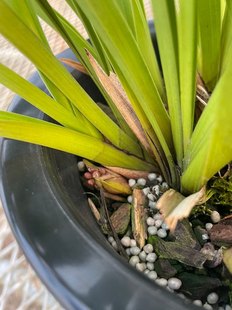 R8年キンリョウヘン花芽10本#2 - メルカリ