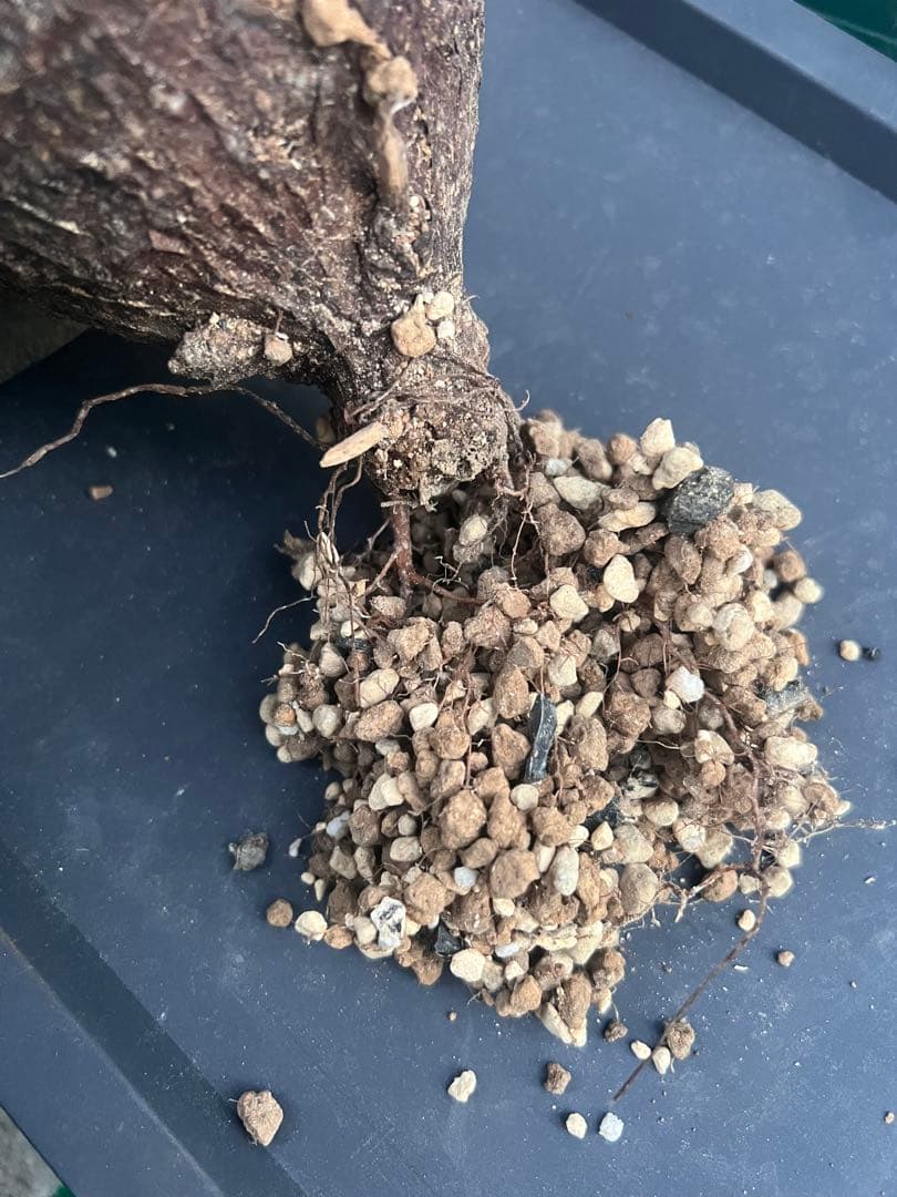 オペルクリカリアパキプス　現地球　（グラキリス　パキプス