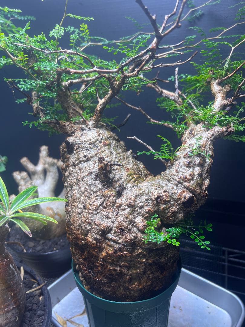 オペルクリカリアパキプス　現地球　（グラキリス　パキプス