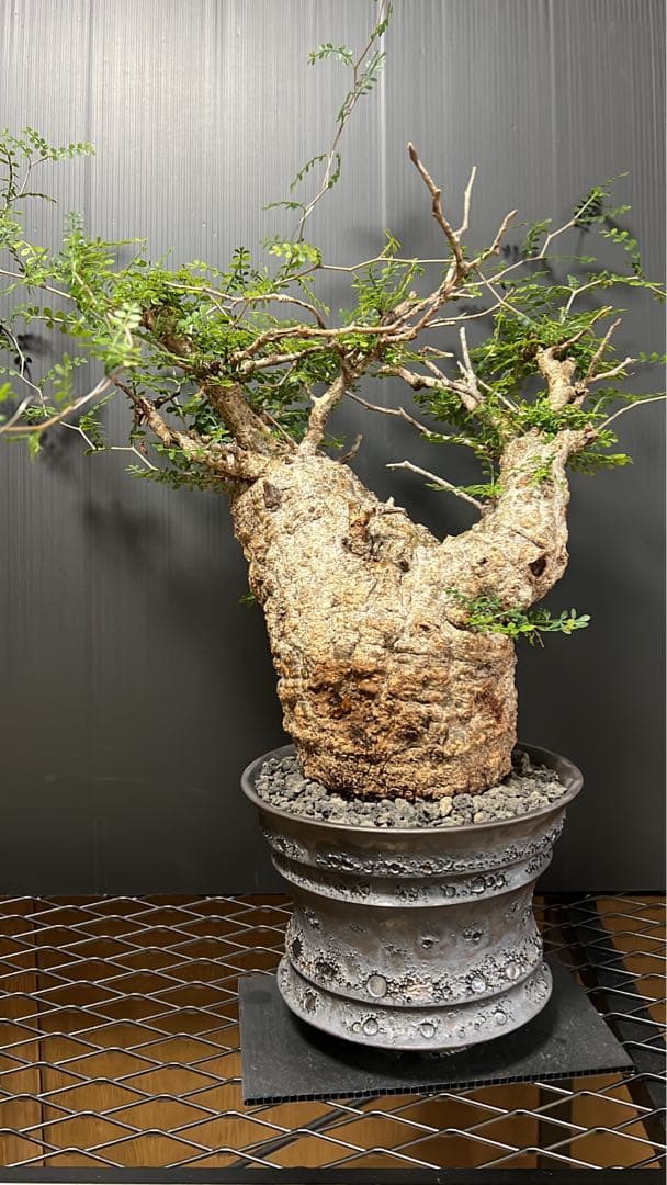 オペルクリカリアパキプス　現地球　（グラキリス　パキプス