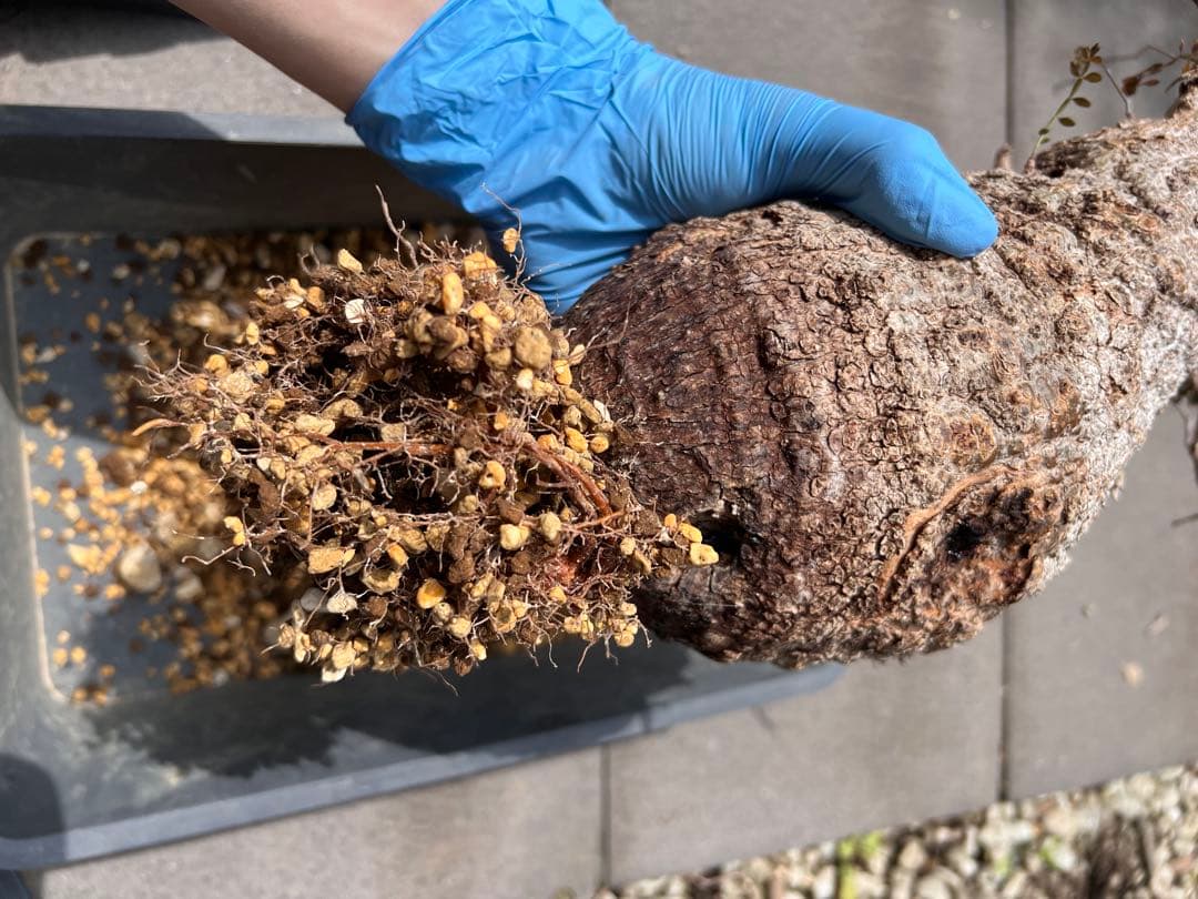 オペルクリカリアパキプス　現地球　（グラキリス　パキプス