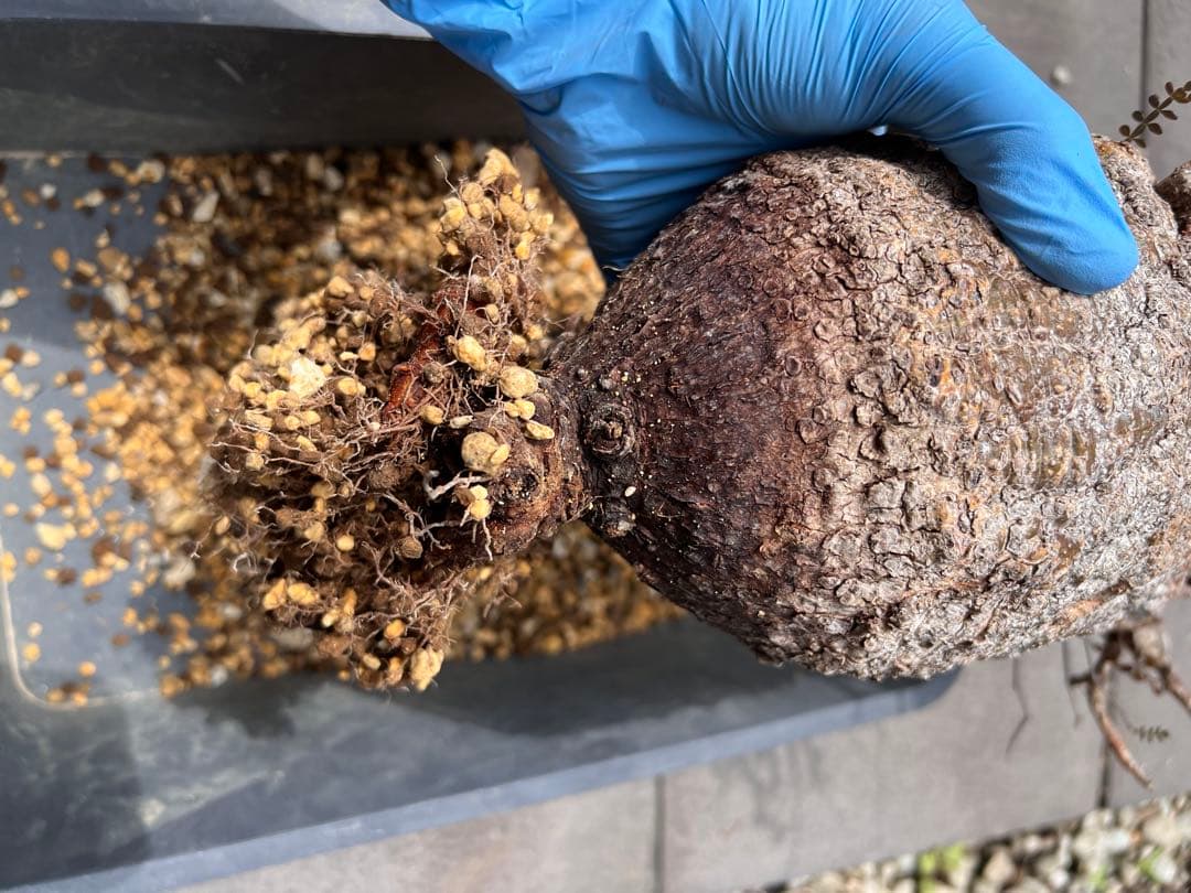 オペルクリカリアパキプス　現地球　（グラキリス　パキプス