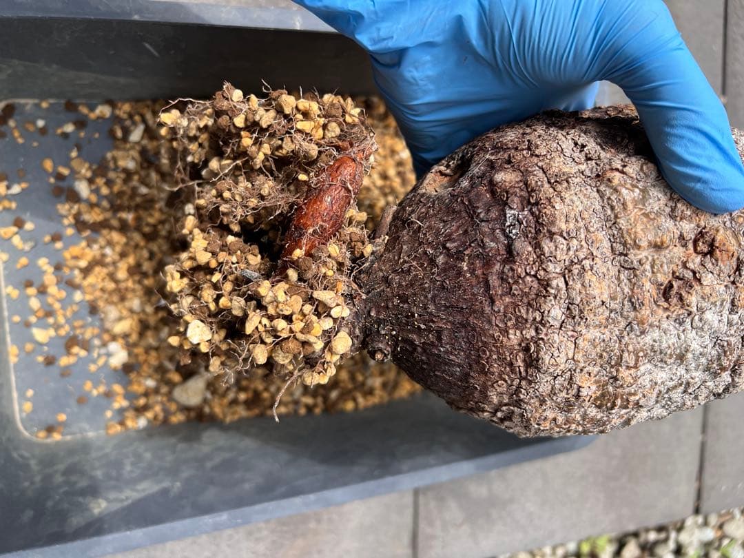 オペルクリカリアパキプス　現地球　（グラキリス　パキプス