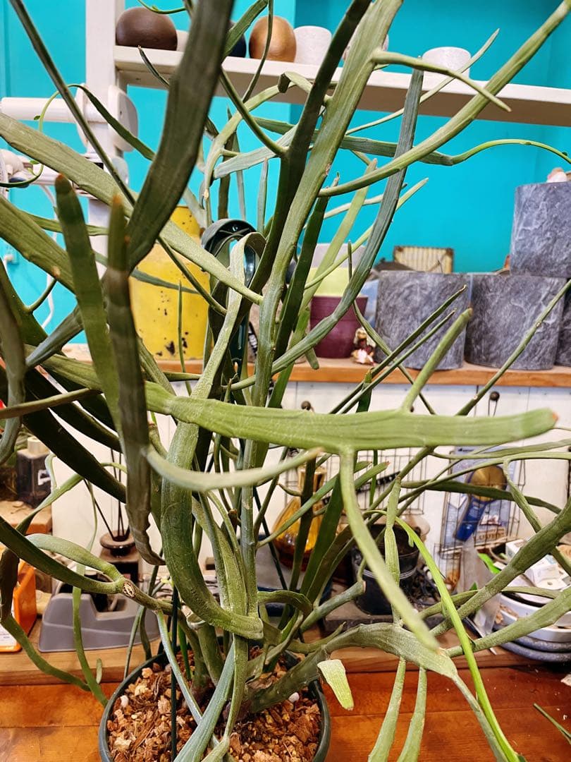 ユーフォルビア　キシロピロイデス　(キシロフィロイデス) 大株　送料無料