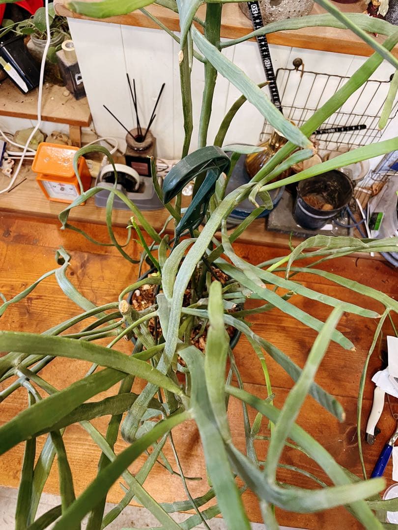 ユーフォルビア　キシロピロイデス　(キシロフィロイデス) 大株　送料無料