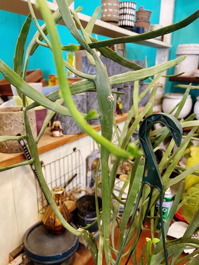 ユーフォルビア　キシロピロイデス　(キシロフィロイデス) 大株　送料無料