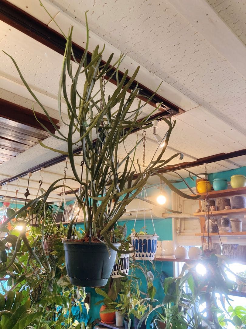 ユーフォルビア　キシロピロイデス　(キシロフィロイデス) 大株　送料無料