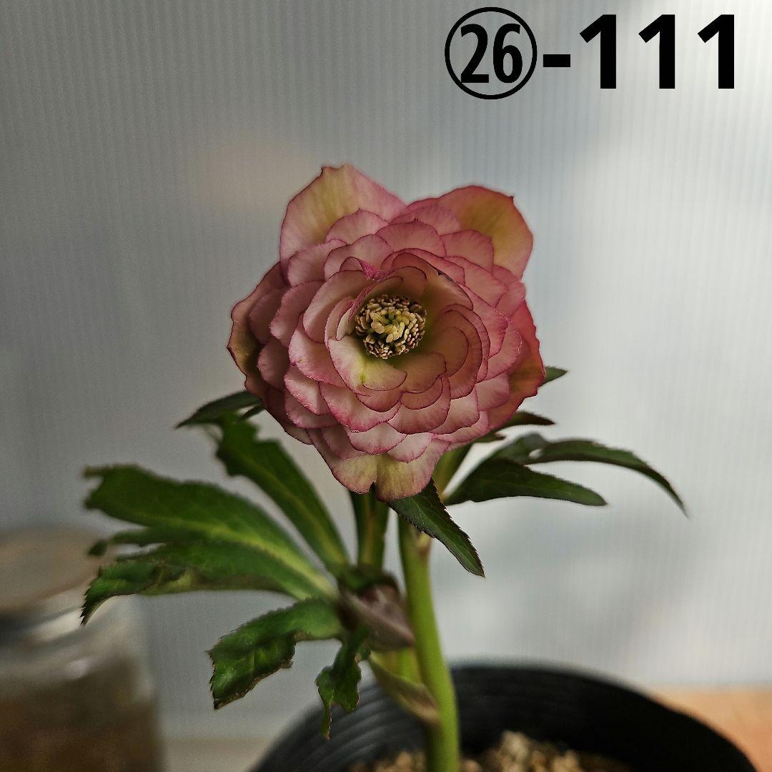 ㉖-111クリスマスローズ