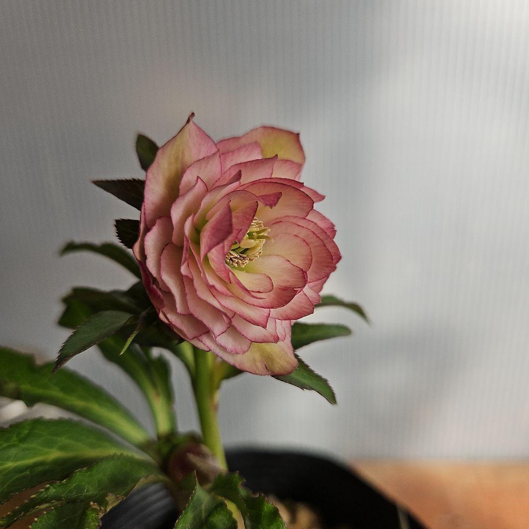 ㉖-111クリスマスローズ