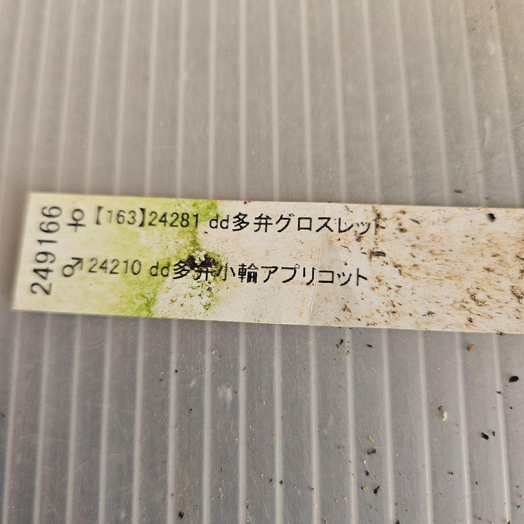 ㉖-111クリスマスローズ