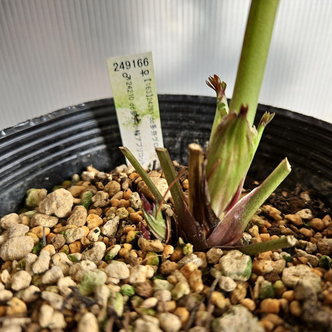 ㉖-111クリスマスローズ