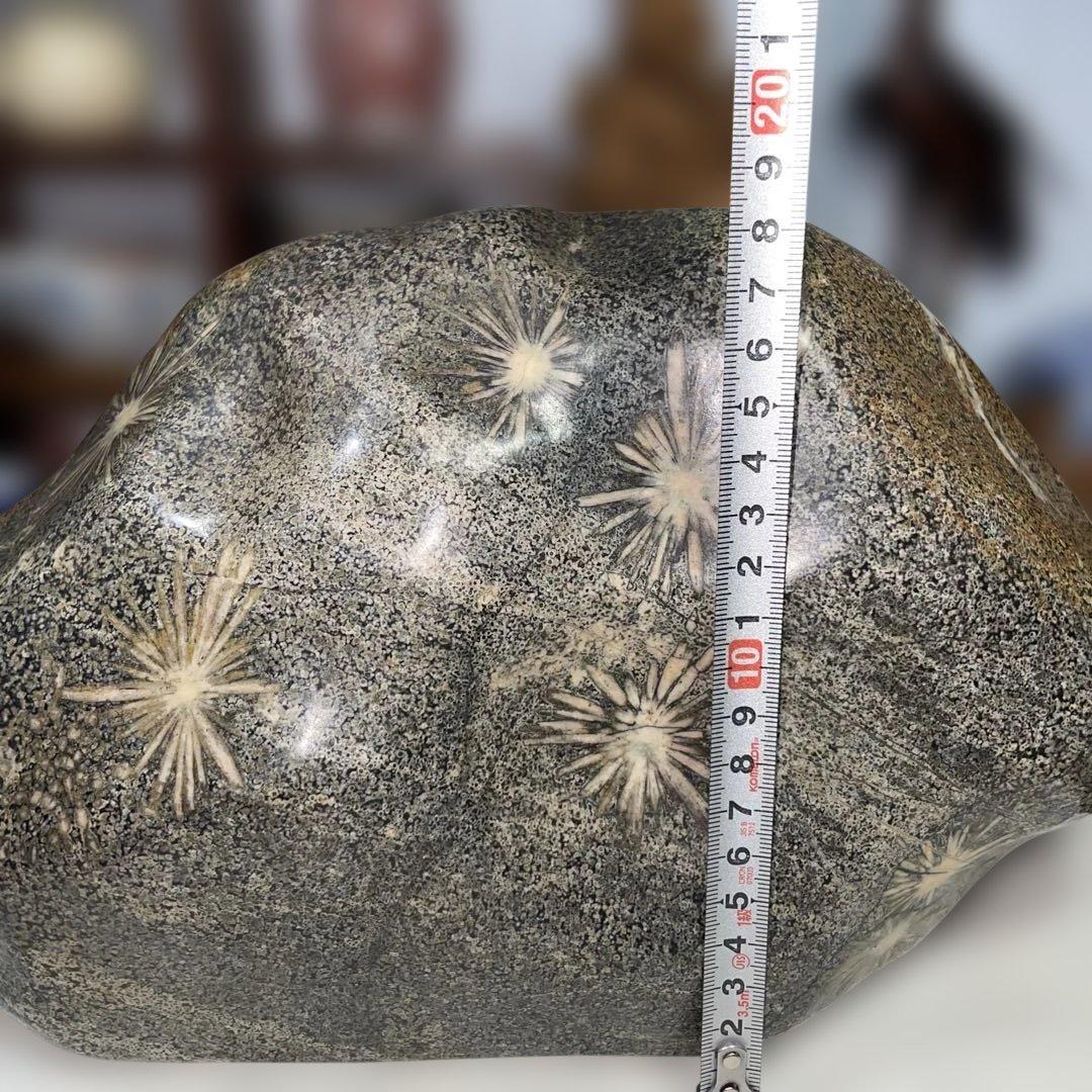 菊花石 8.6kg 鑑賞石 鉱物