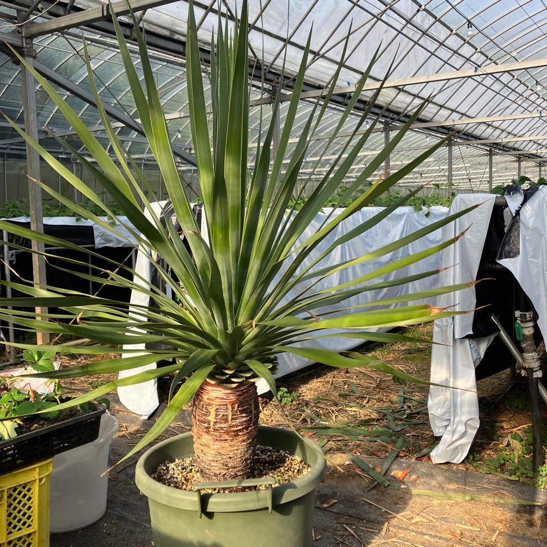 ドラセナ　ドラコ　竜血樹