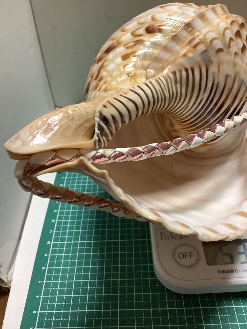 ヤフメリ61・法螺貝・山伏・修験者・戦国武将・豊臣兄弟・金峯山・羽黒