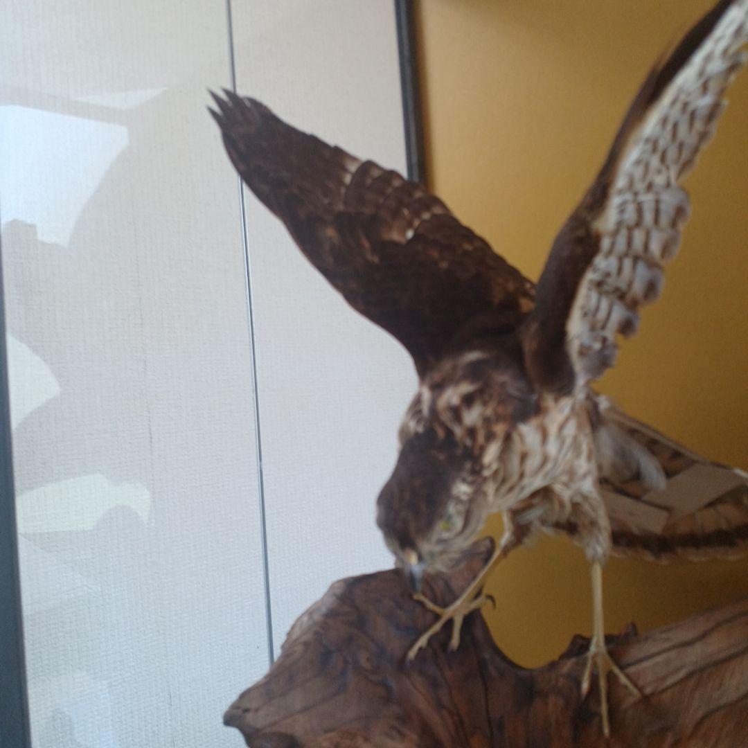 鷹の飾り物　ガラスケース付き