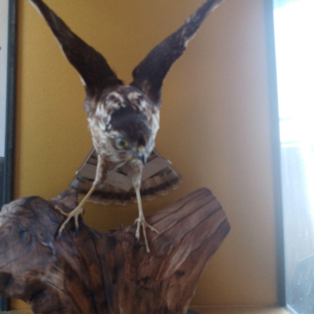 鷹の飾り物　ガラスケース付き