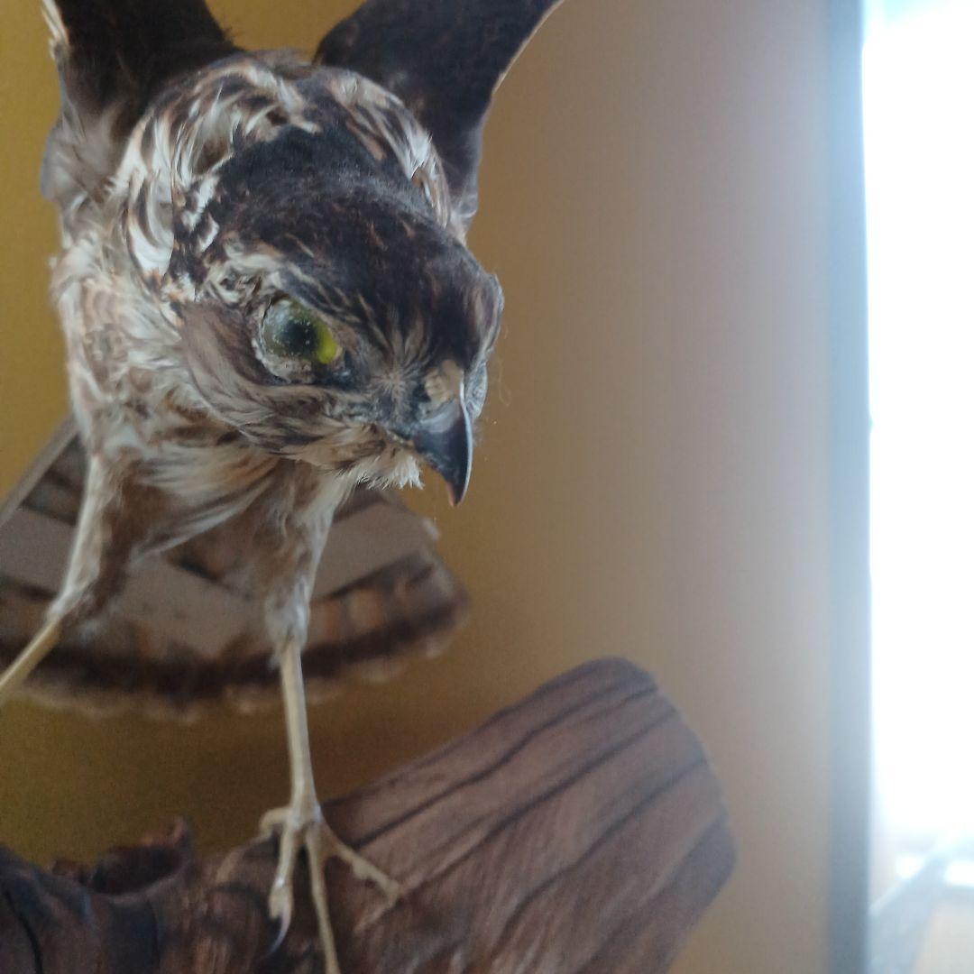 鷹の飾り物　ガラスケース付き