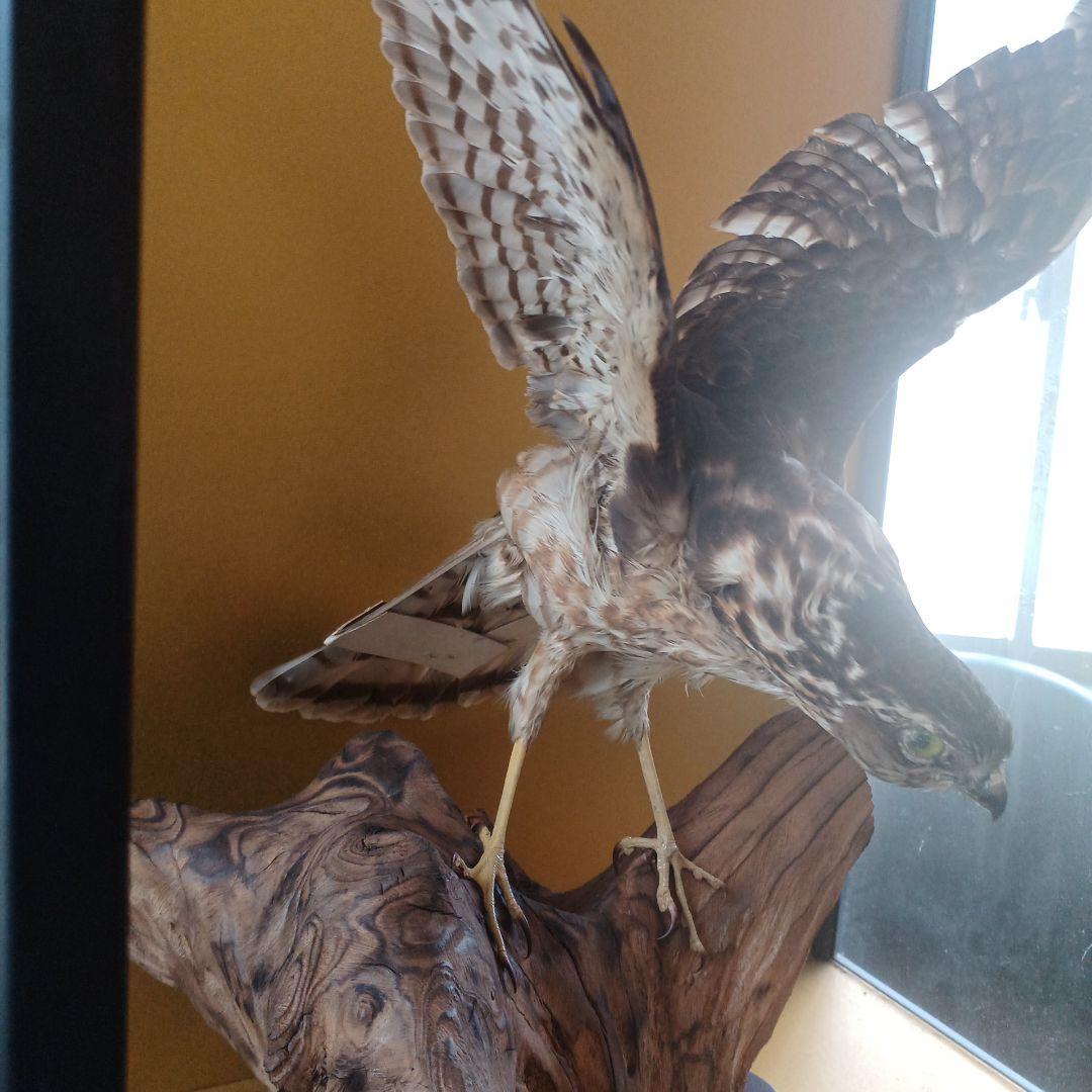 鷹の飾り物　ガラスケース付き