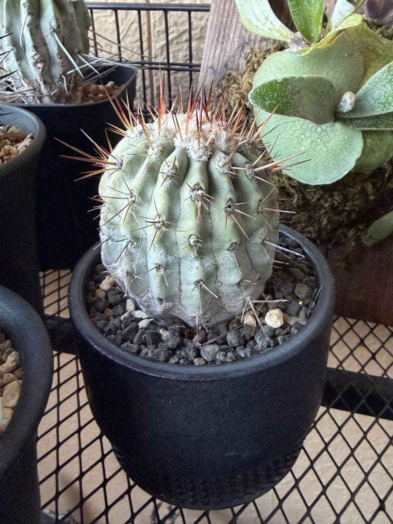 白棘黒王丸　現地株カキコ自根　コピアポア