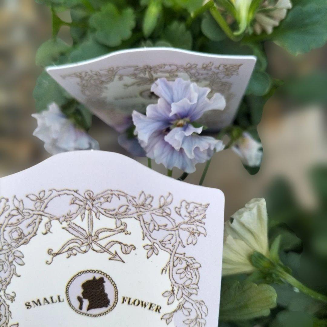 石川園芸　ビオラレディ　マイガール３苗セット