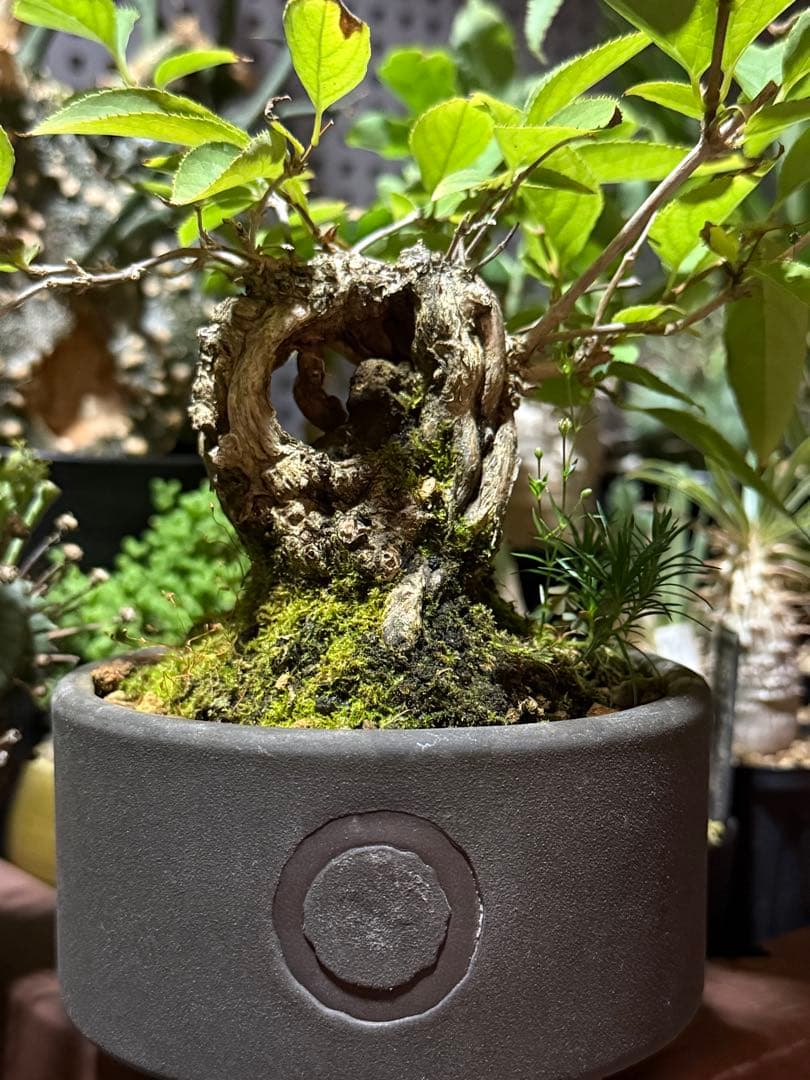 空木(ウツギ) 盆栽 QUTOTEN鉢
