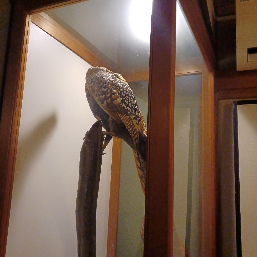 剥製ケース付き