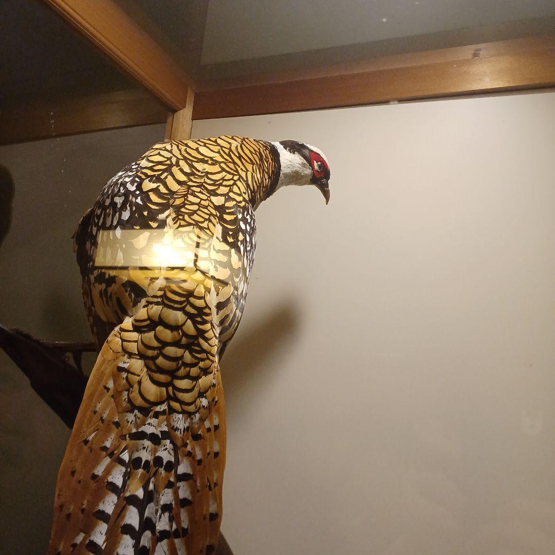 剥製ケース付き