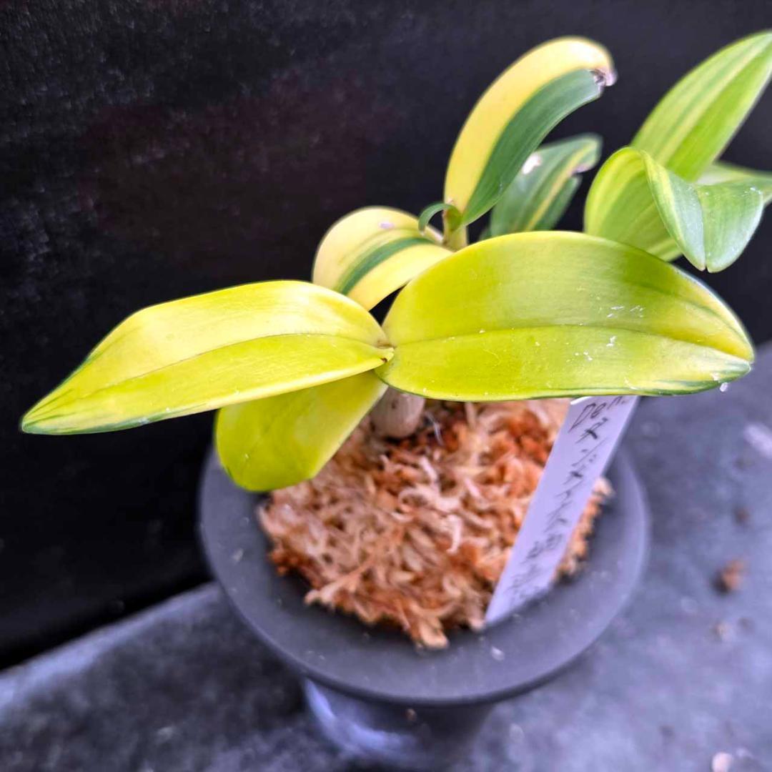 ✨️Den. ギンギアナム縞柄進化系✨️ 最上株をお届け