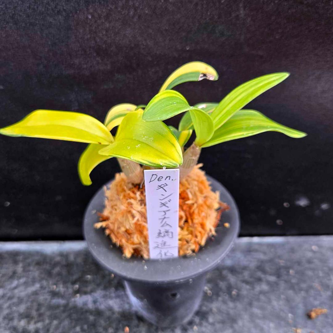 ✨️Den. ギンギアナム縞柄進化系✨️ 最上株をお届け