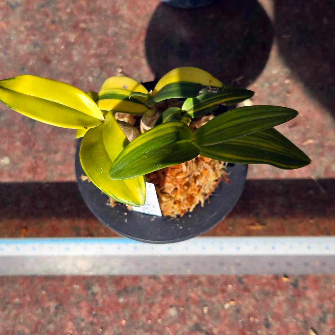 ✨️Den. ギンギアナム縞柄進化系✨️ 最上株をお届け