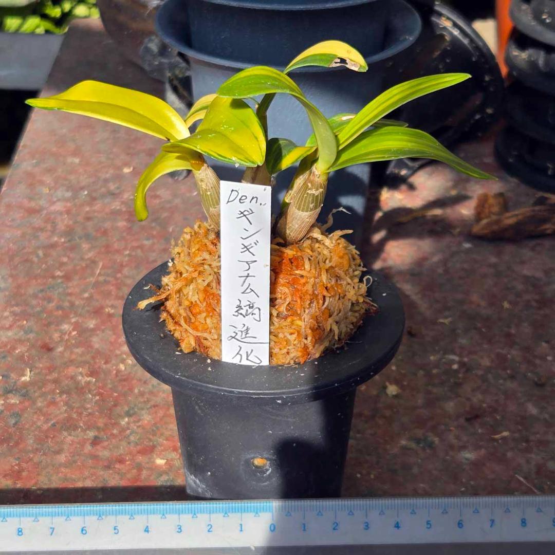 ✨️Den. ギンギアナム縞柄進化系✨️ 最上株をお届け