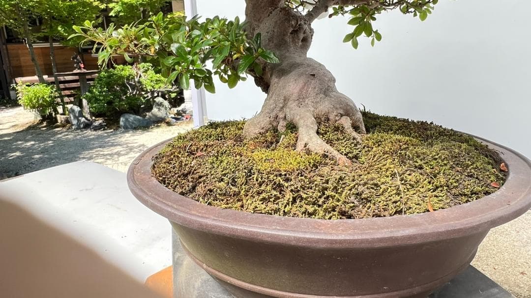 さつきG 華宝 超曲木 - メルカリ