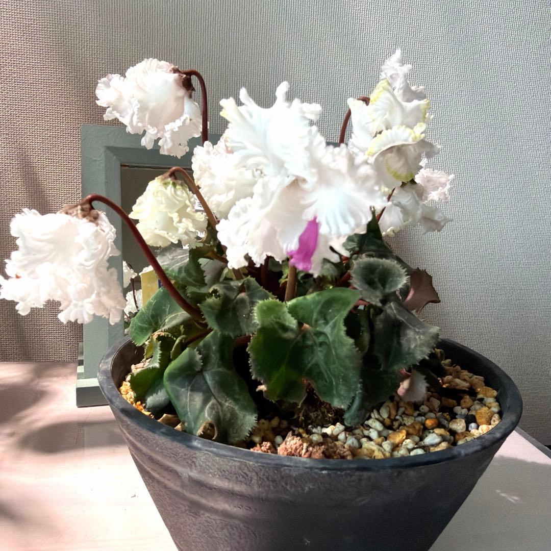 【レア】ミニシクラメン　バニラホワイト《12/20》ガーデンシクラメン