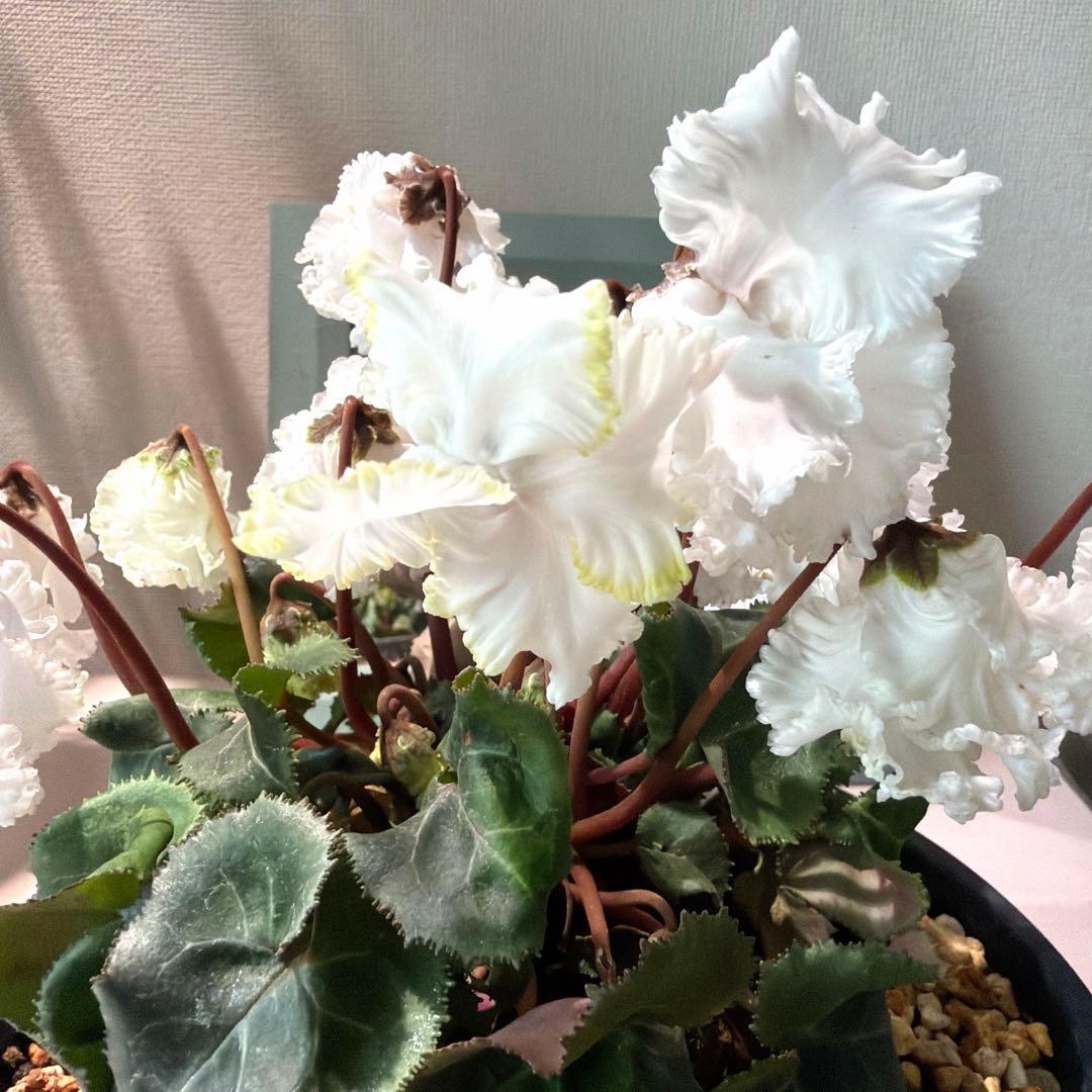 【レア】ミニシクラメン　バニラホワイト《12/20》ガーデンシクラメン