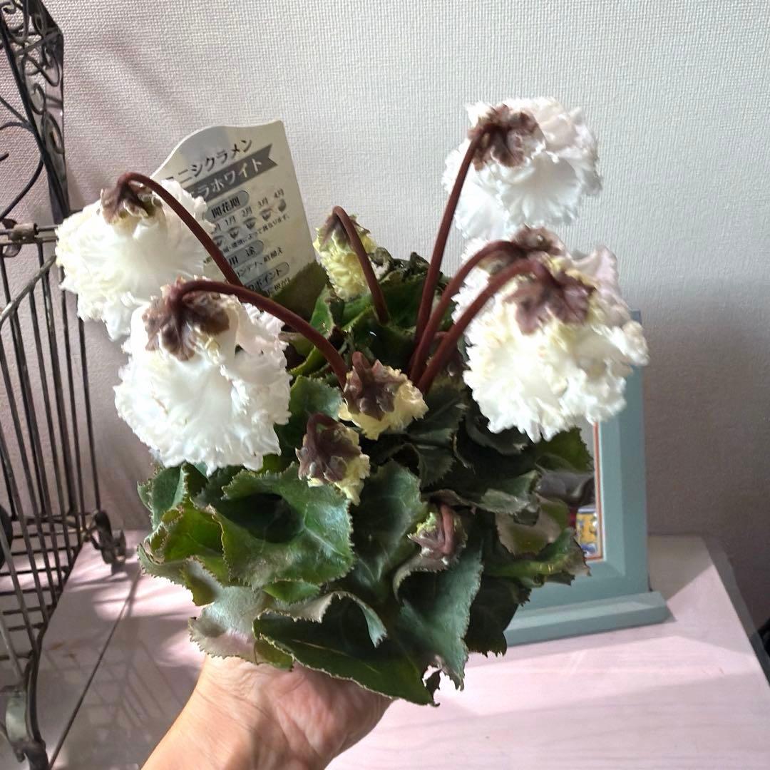 【レア】ミニシクラメン　バニラホワイト《12/20》ガーデンシクラメン