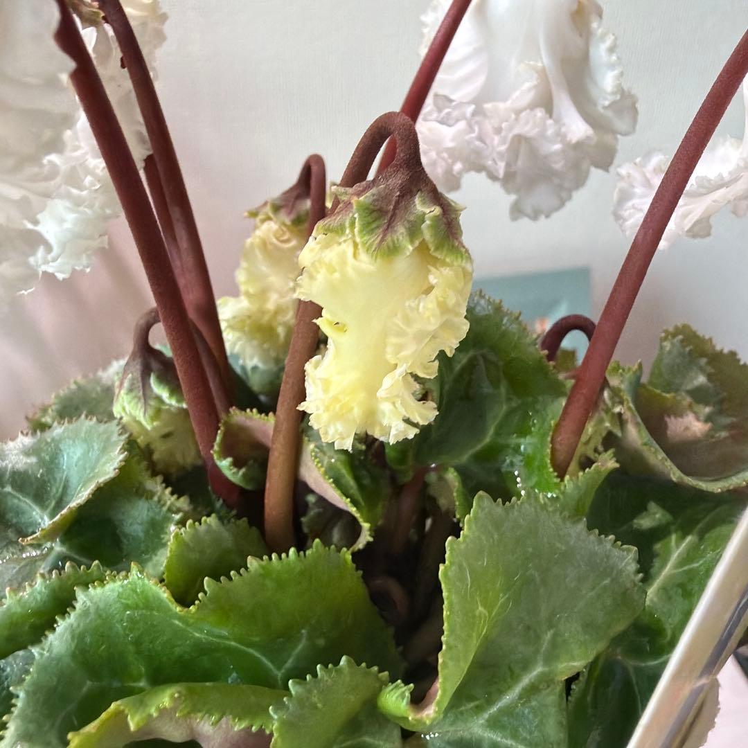 【レア】ミニシクラメン　バニラホワイト《12/20》ガーデンシクラメン