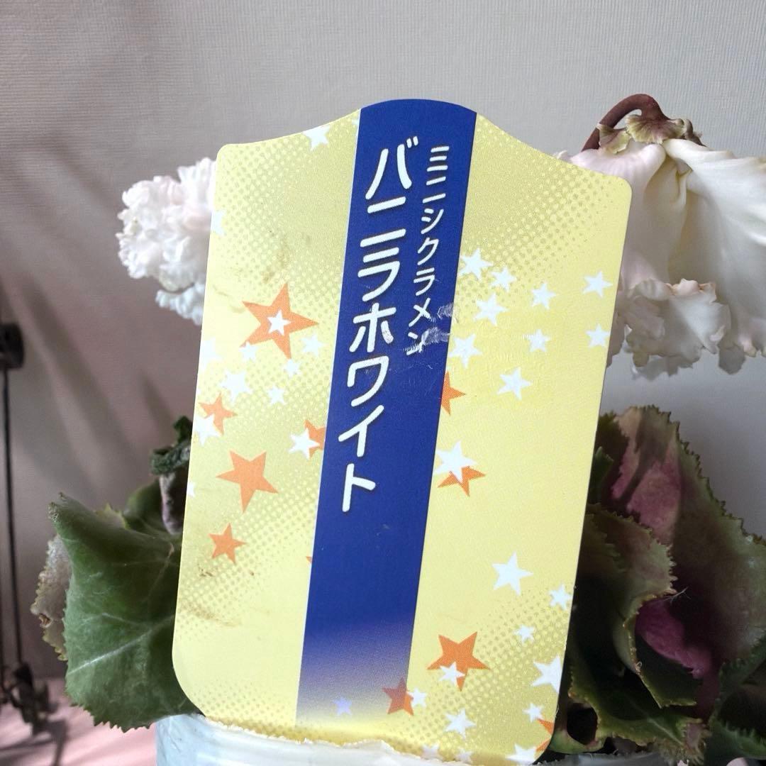 【レア】ミニシクラメン　バニラホワイト《12/20》ガーデンシクラメン