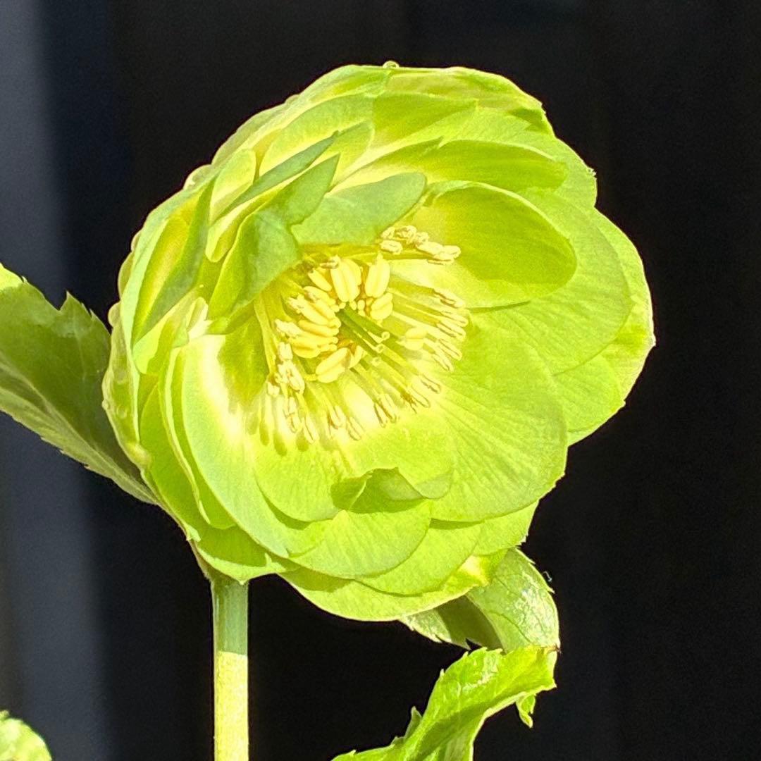 i*u様 3436☘️花タグ付☘️鶯利休⭐️しっかりカラー⭐️コロコロカップ⭐️