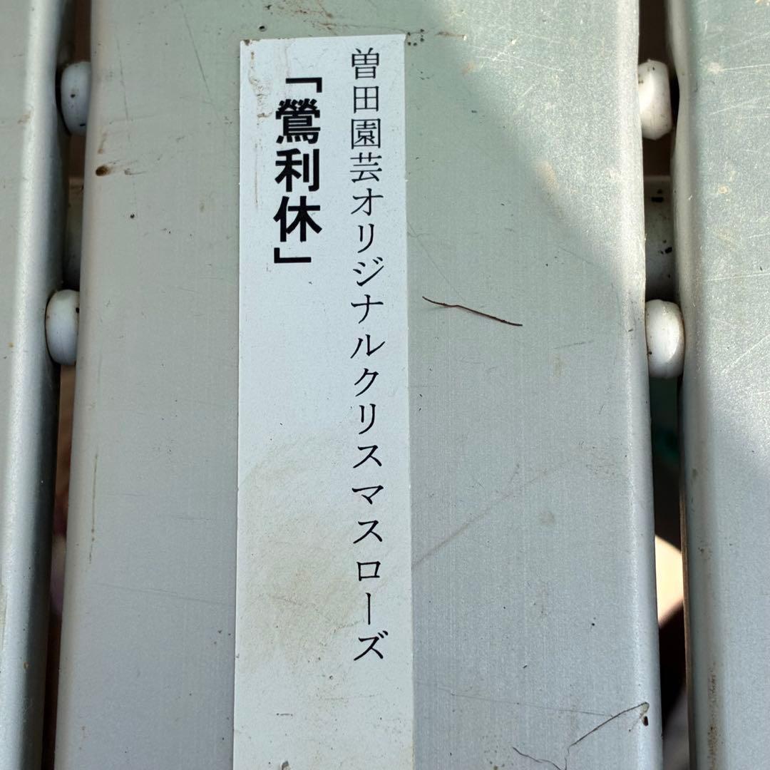 i*u様 3436☘️花タグ付☘️鶯利休⭐️しっかりカラー⭐️コロコロカップ⭐️