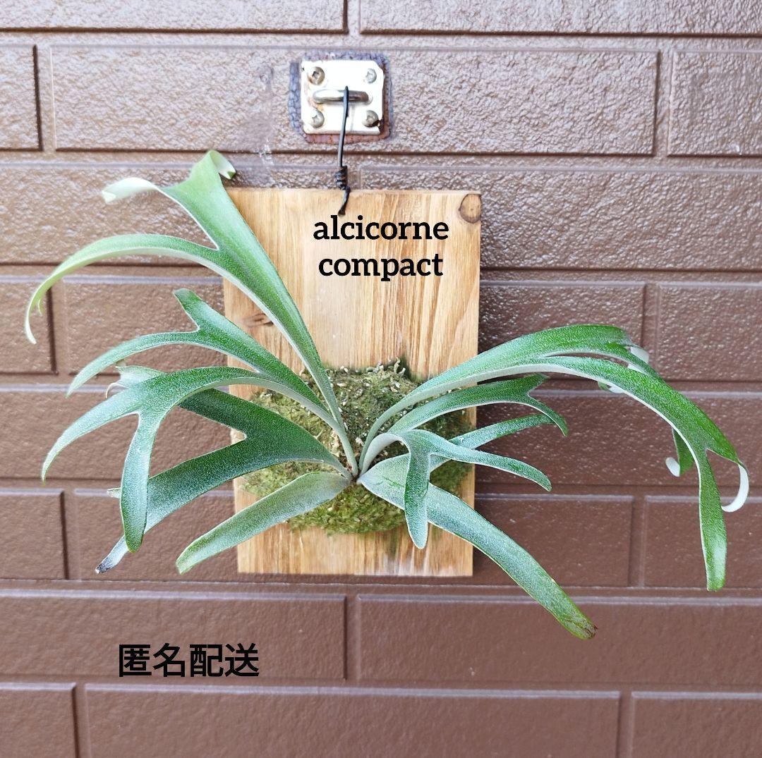 alcicorne compact (oc) 株分 アルマダドワーフ　ビカクシダ