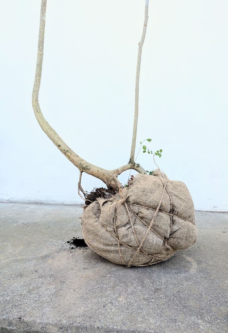 引き取り限定。4mの根上りアオダモ。