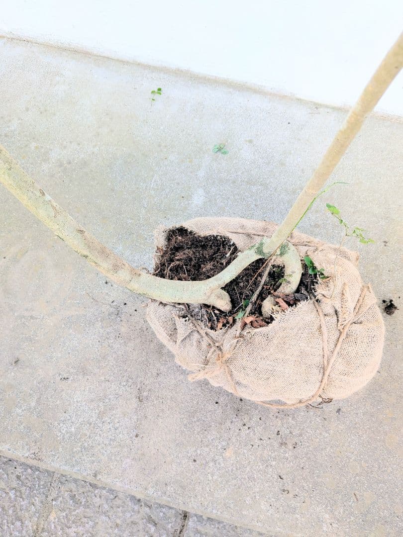 引き取り限定。4mの根上りアオダモ。