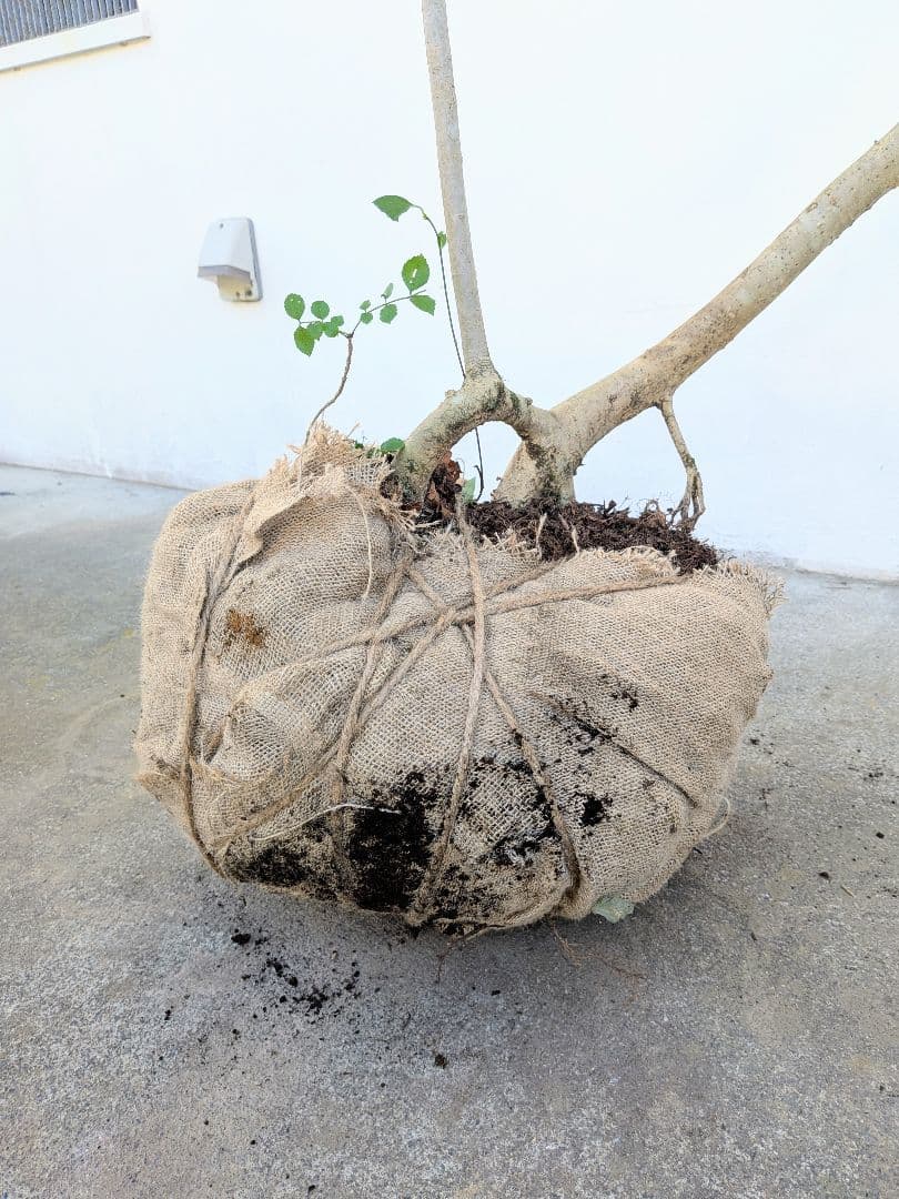 引き取り限定。4mの根上りアオダモ。