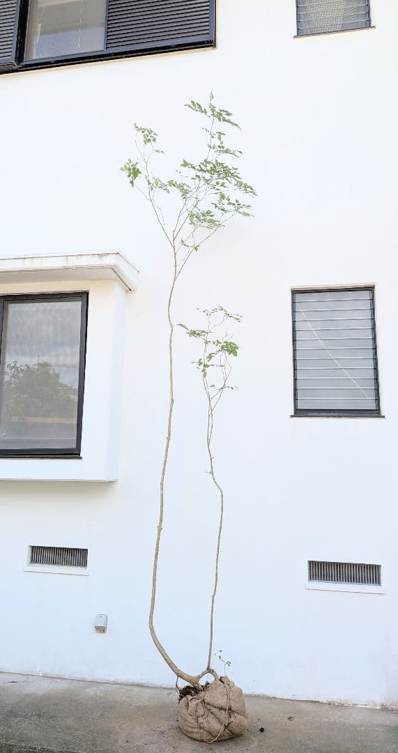 引き取り限定。4mの根上りアオダモ。