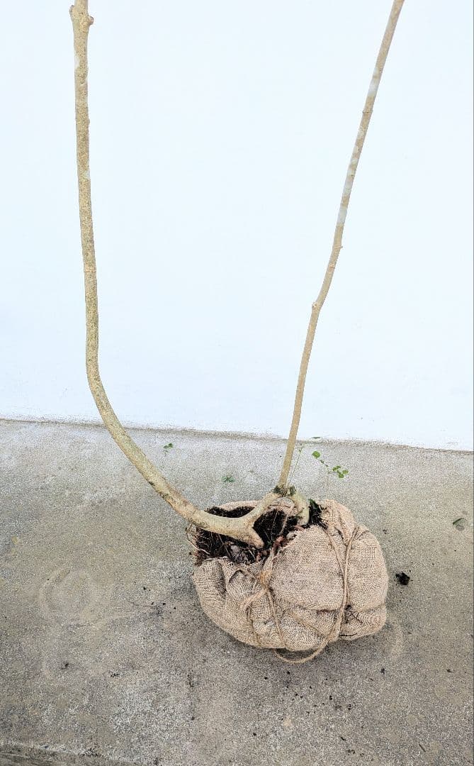 引き取り限定。4mの根上りアオダモ。