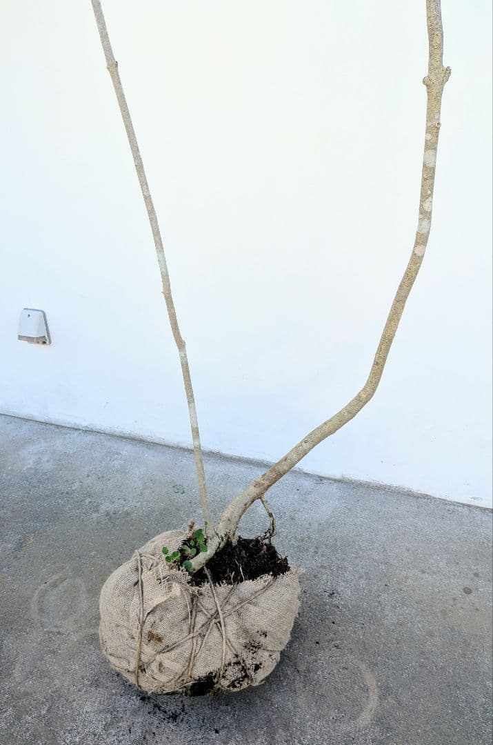 引き取り限定。4mの根上りアオダモ。