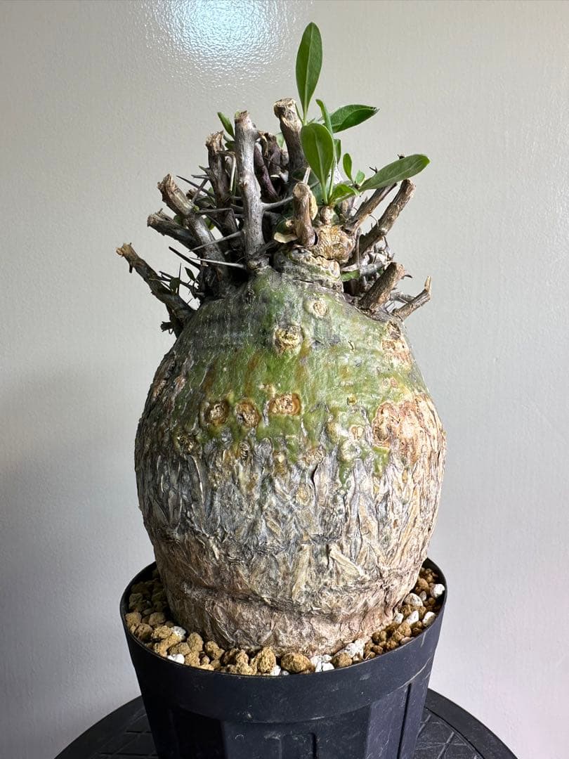 フォークイエリア コルムナリス 観峰玉 現地球 良型 - メルカリ