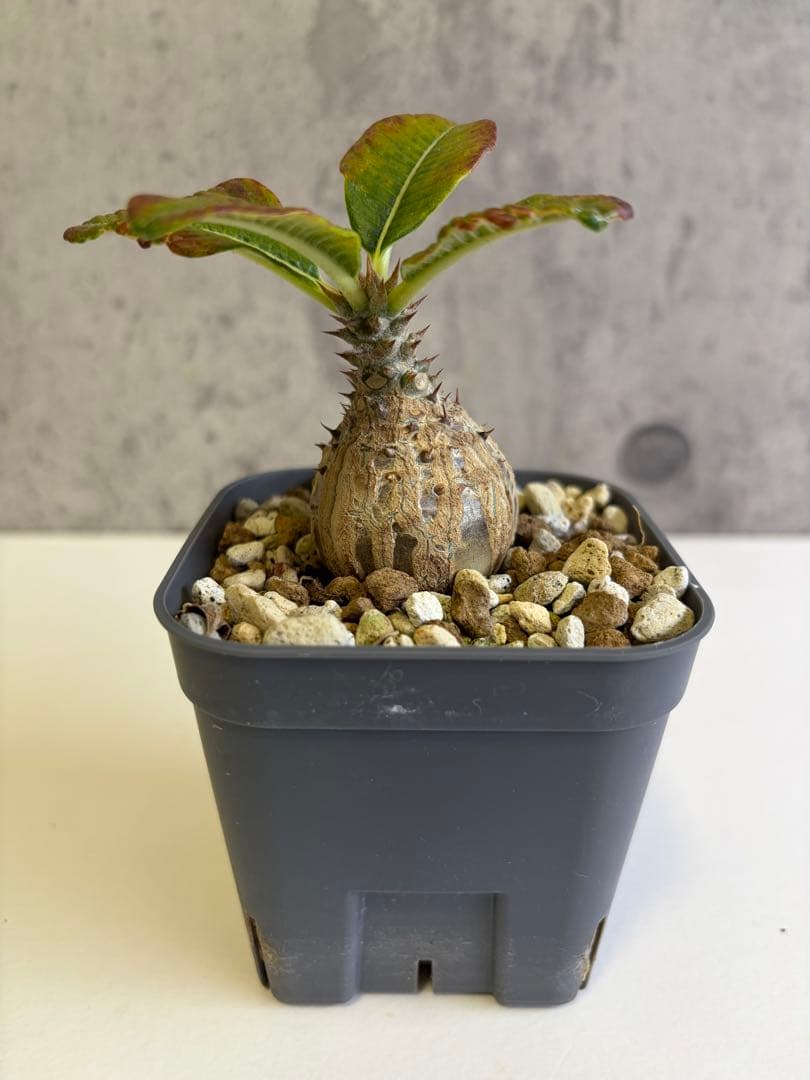 国内実生株 パキポディウム ウィンゾリー④ - メルカリ