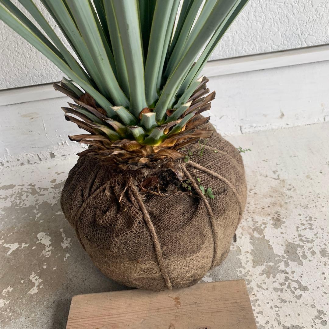 ユッカ　リギダ　【耐寒性/ロストラータ/ドライガーデン/ロックガーデン 】17